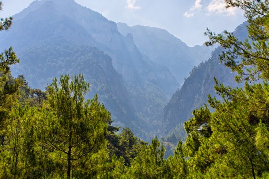 dasi samaria